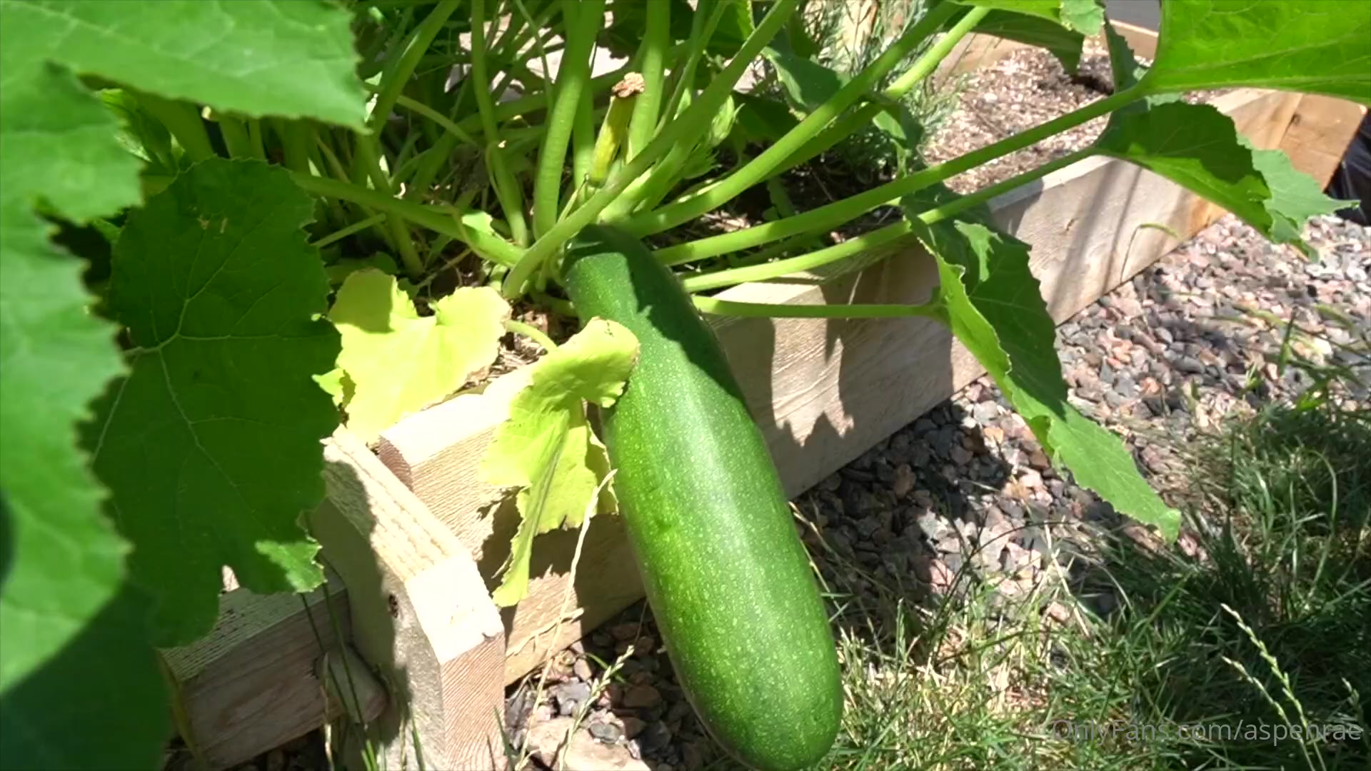 Aspen rae cucumber - edutime.ge
